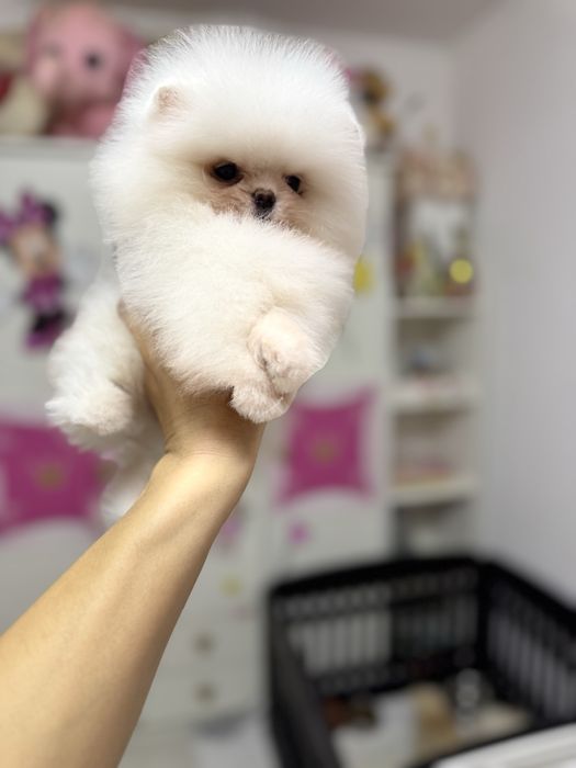 Femela pomeranian extra extra mica