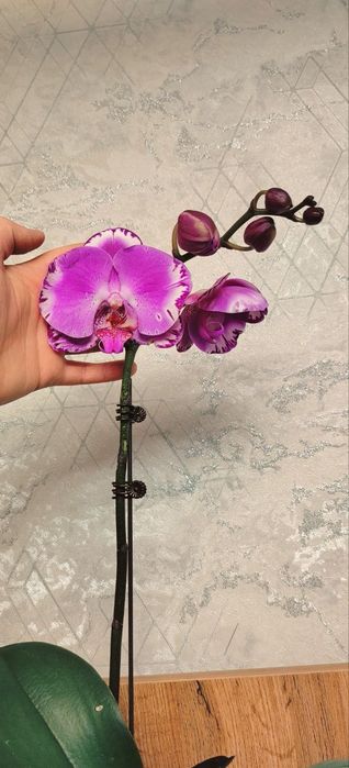 Орхидеи Phalaenopsis Victorio