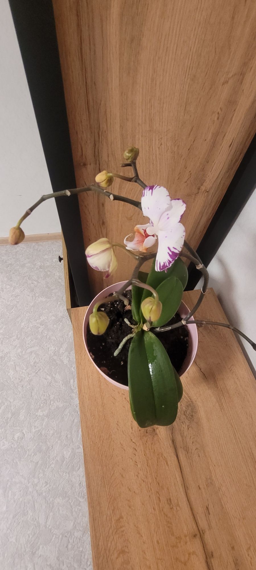 Продам орхидею
Тип
цветочная композиция
Вид
орхид