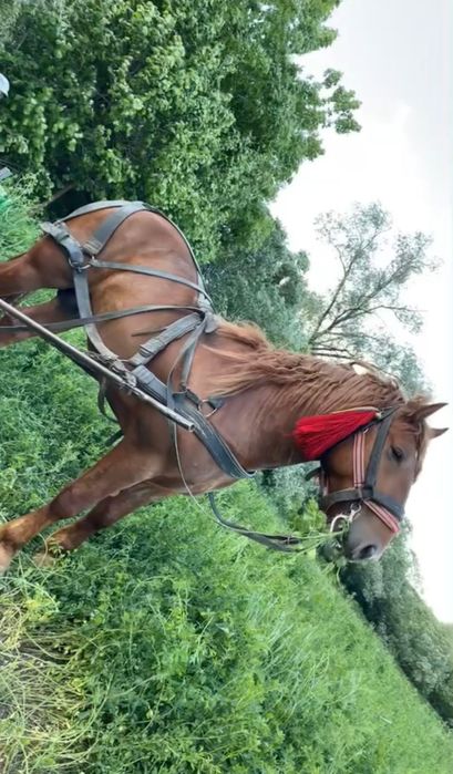 Vând armăsar cuminte de 5 ani