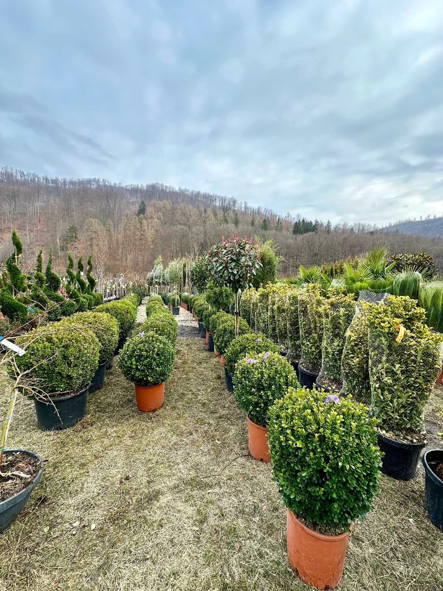 Plante ornamentale de top pentru orice spațiu verde!