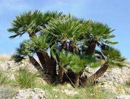 Палма Хамеропс, Chamaerops humilis