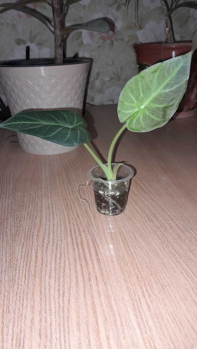 АЛОКАЗИЯ, обмен на другие комнатные цветы