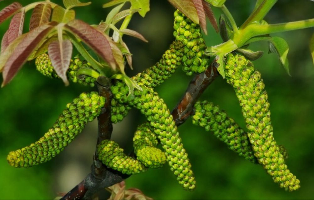 Puieți Nuc Altoiți Certificați Anul 3