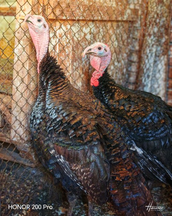 Продавам пуйки порода Артисан