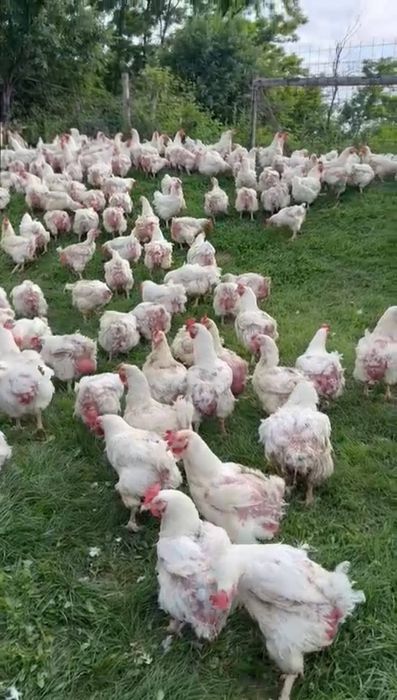 Gaini albe rasa grea