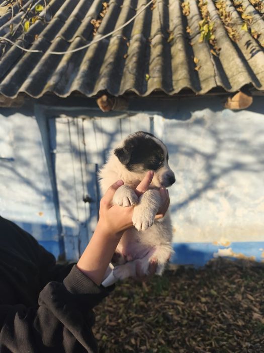 Donez  pui de câine