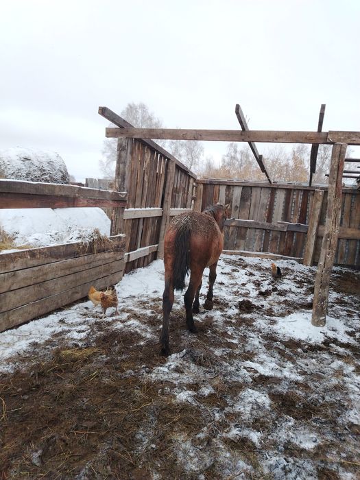 Продам кунанов кобылу тайлар