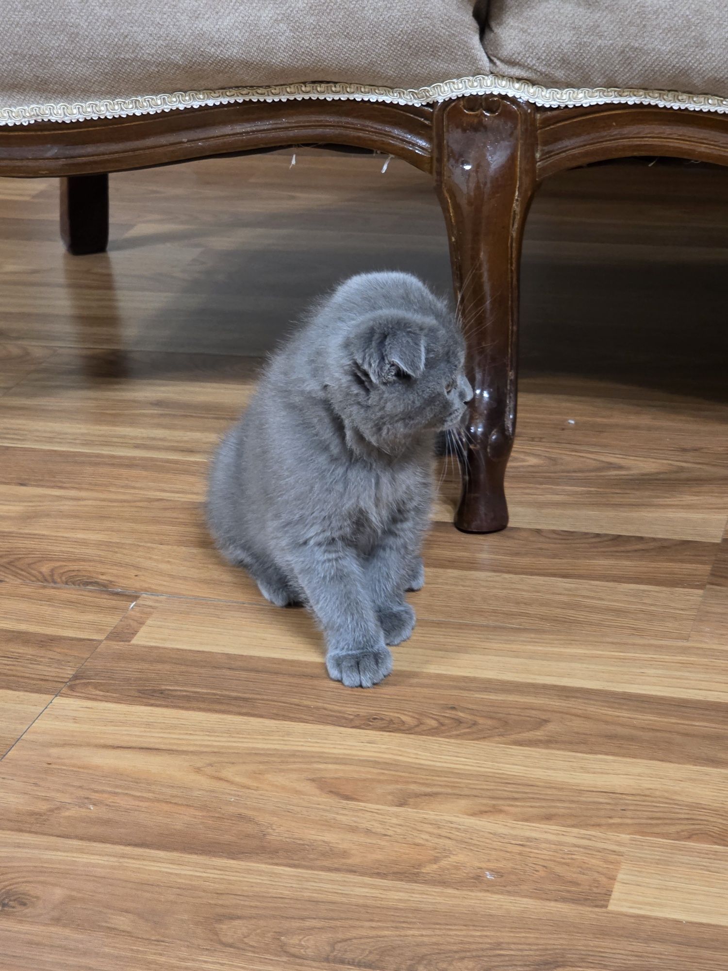 Котенок Скотиш фолд