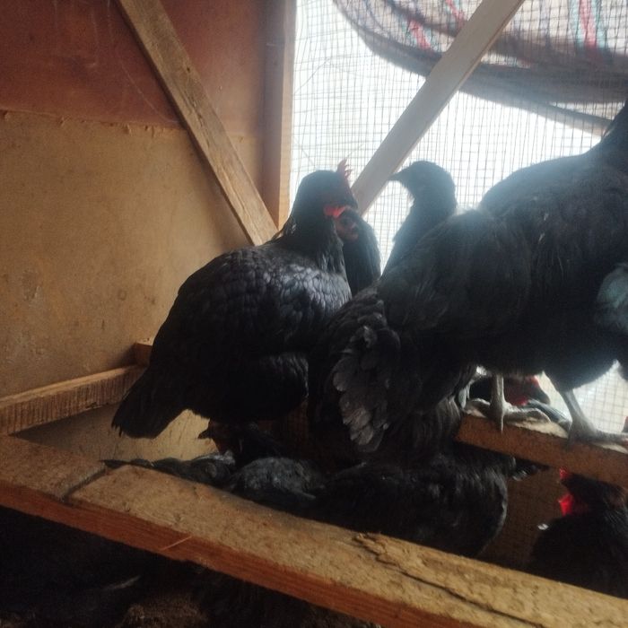 Кора Шахзода товуклар сотилади 9 ойлик жу́жа товук 100% тоза кон