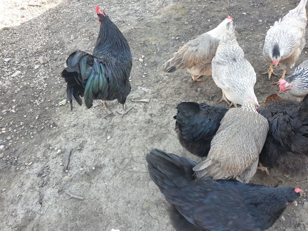 Familie Australorp tânără cocoș+3 găinuțe