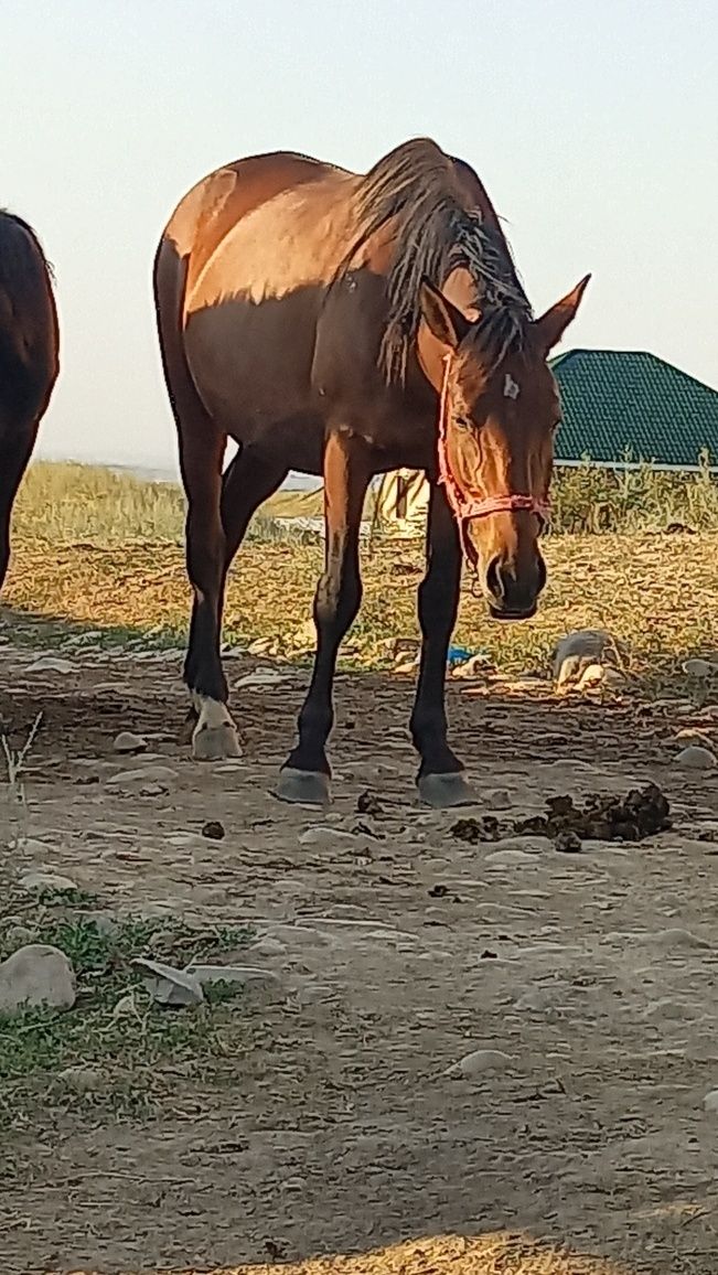 Бие 7 жасар семиз