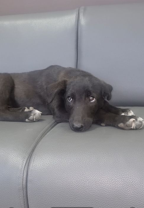 Блэк ищет дом. Доставлю!