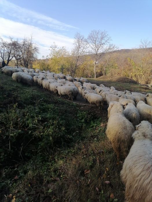 Oi de vânzare/schimb