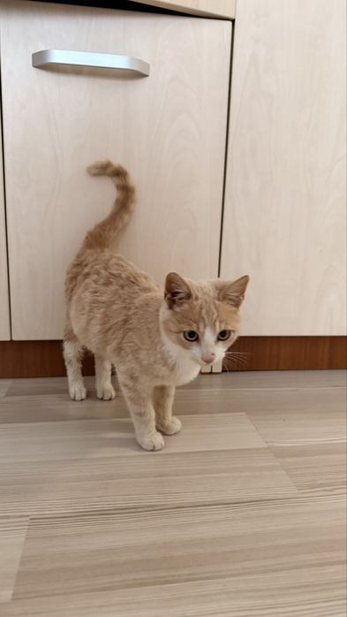 Pisic pentru adoptie