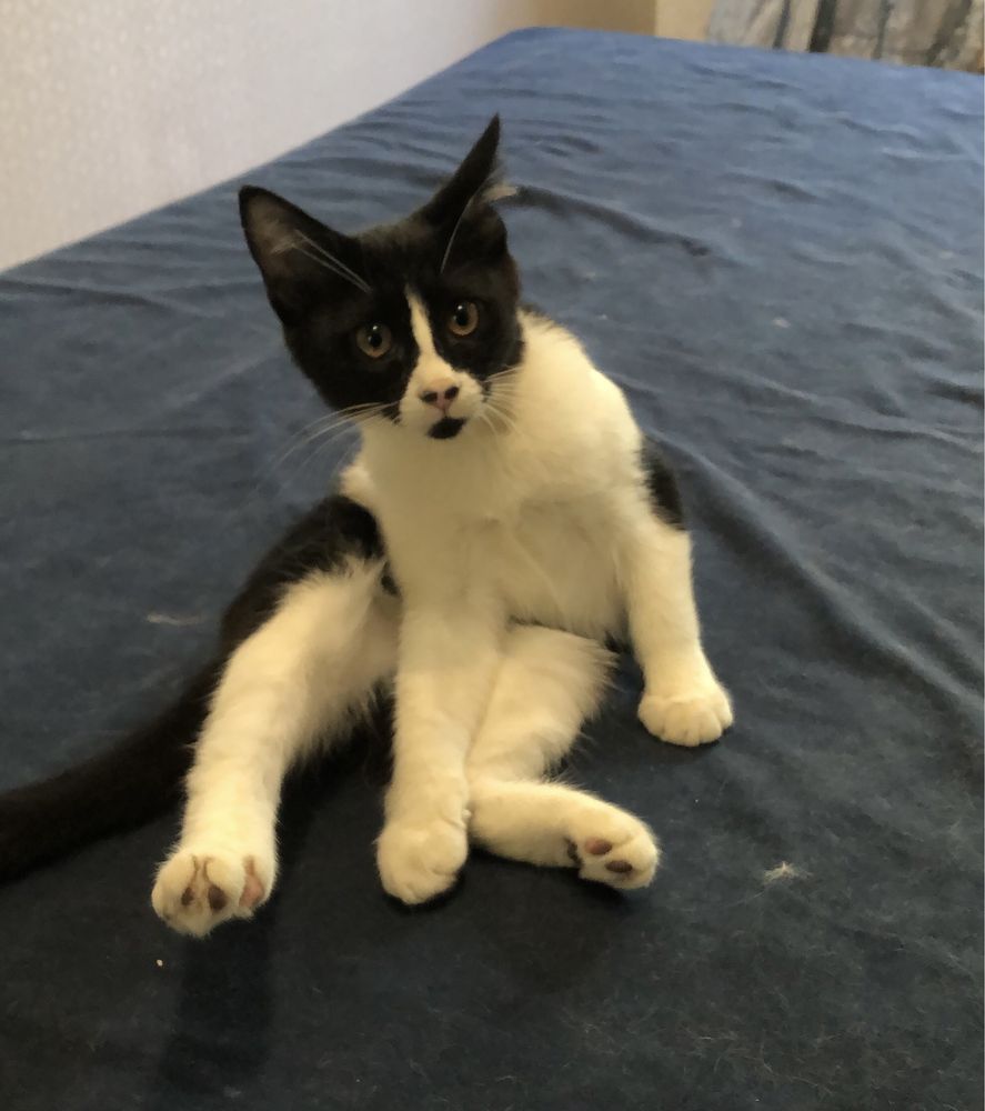 Котенок в добрые руки (кошка, киса)