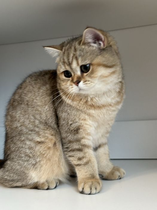 Fetita british shorthair golden superba  !! Certificat PEDIGREE !!