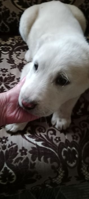 Продам Щенков Алабая девочки хорошая родословная