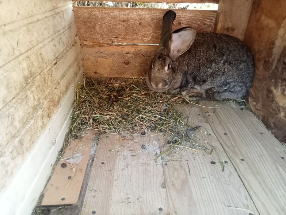 Femelă uriaș german  tatuată