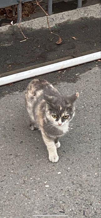 Кошечка котенок девочка ищет дом кошка кот