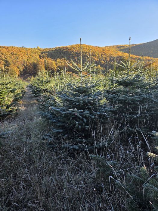 Brazi verzi si arginti de la 1,5 la 4 m