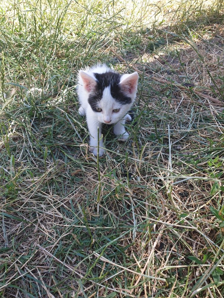 Ofer spre adoptie pisici