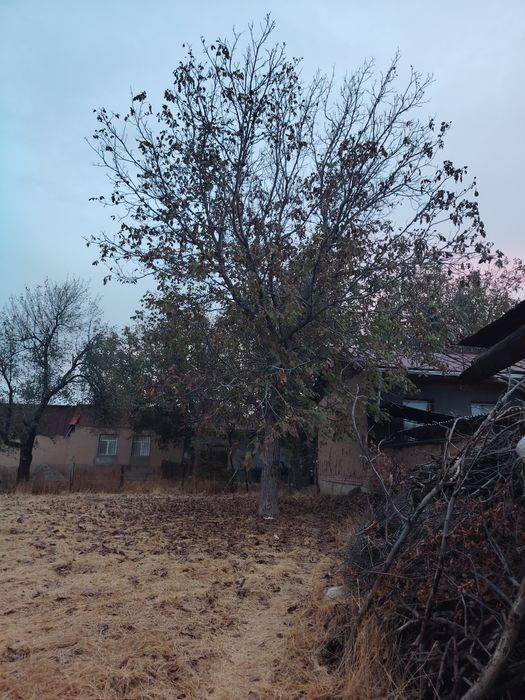 Yongoq daraxt sotiladi