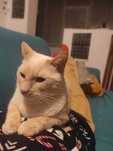Petsitter / cazare animalute Bucuresti