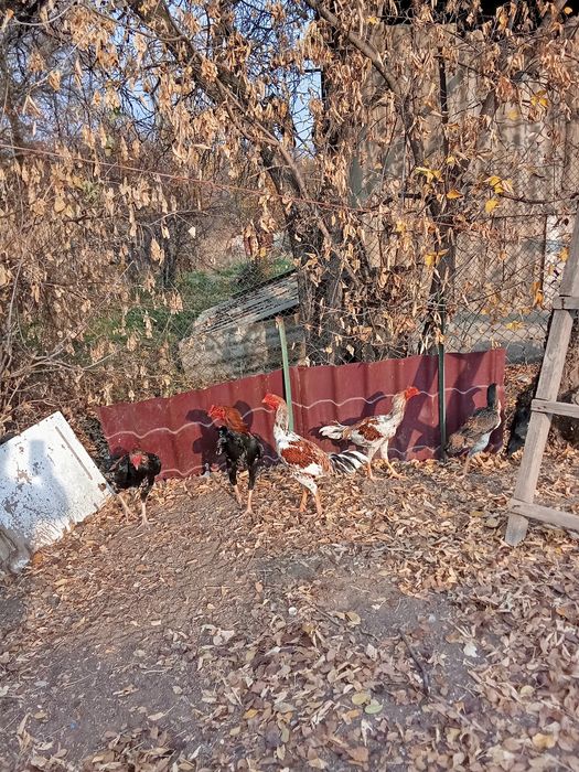Даканы Ина продажу