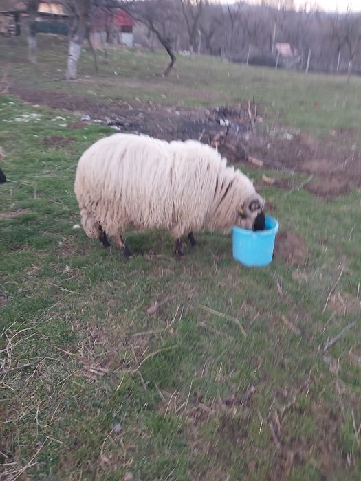 Vind 10 Oi   ,dau si la bucata