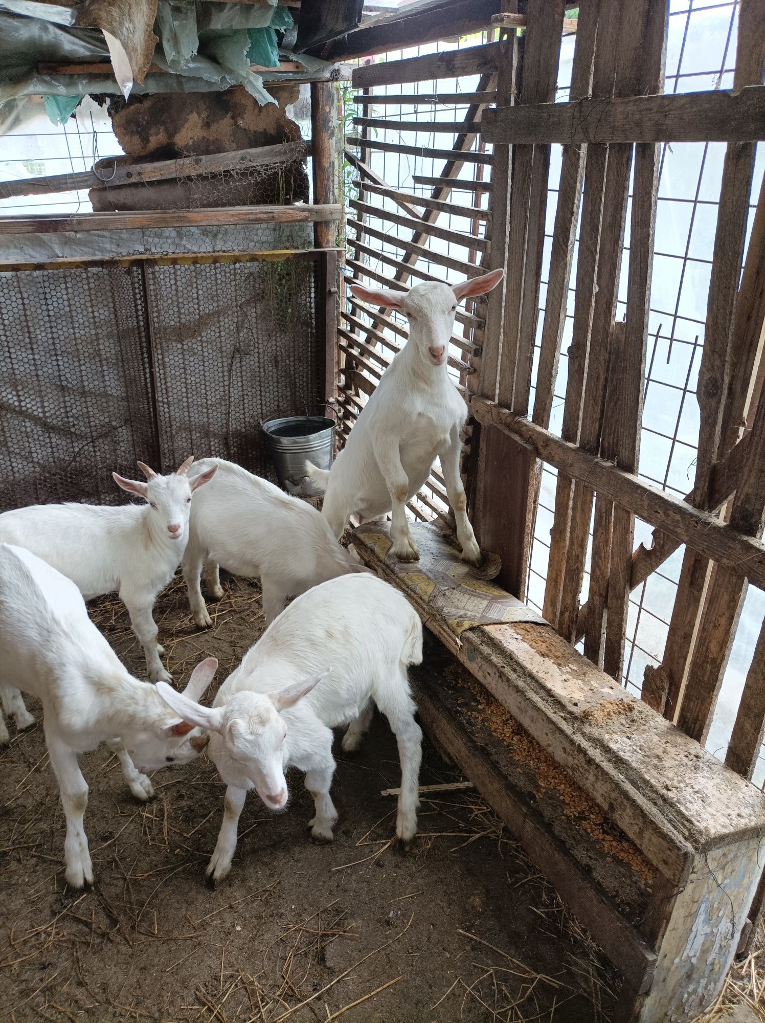 Vând Țapi Zanen de rasa