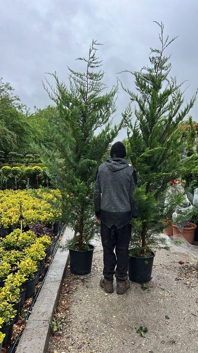 Pepinieră vând chiparos leylandii