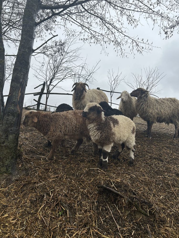 Vand oi avas și țurcane