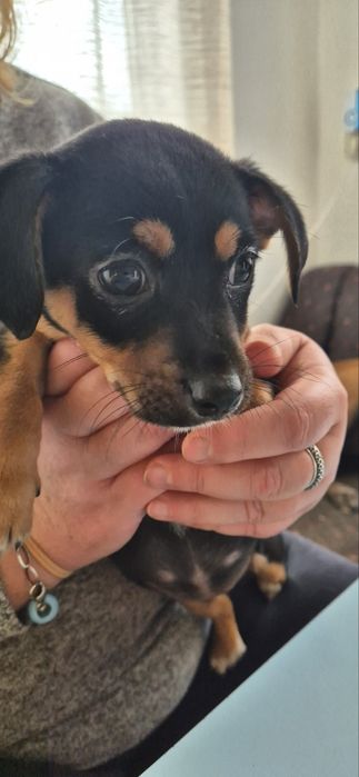 Кученца Пинчери на два месеца