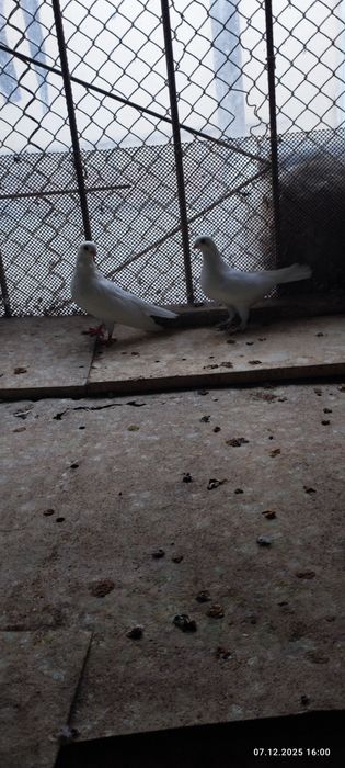 Продаются голуби по 100т
