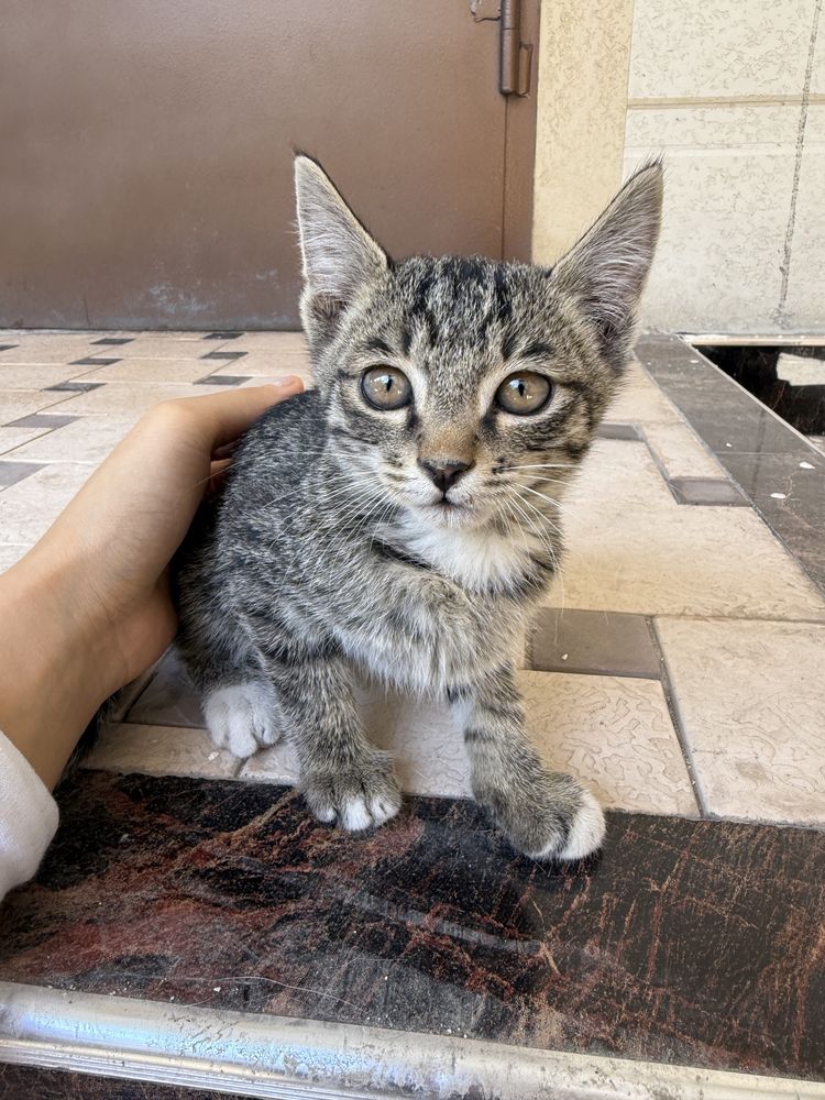 котята,домашние,