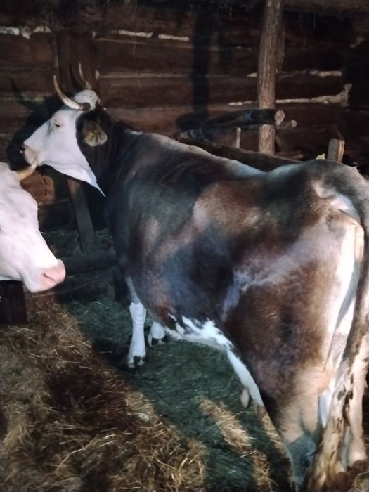 Vacă de 11 ani dă 10 l lapte foarte blîndă preț 5500 negociabil