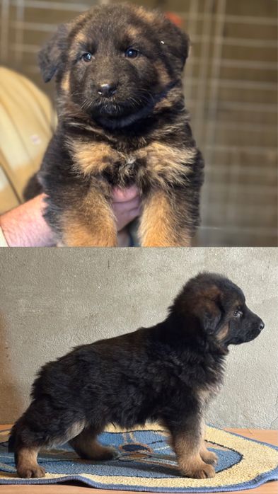 Pui Ciobanesc german