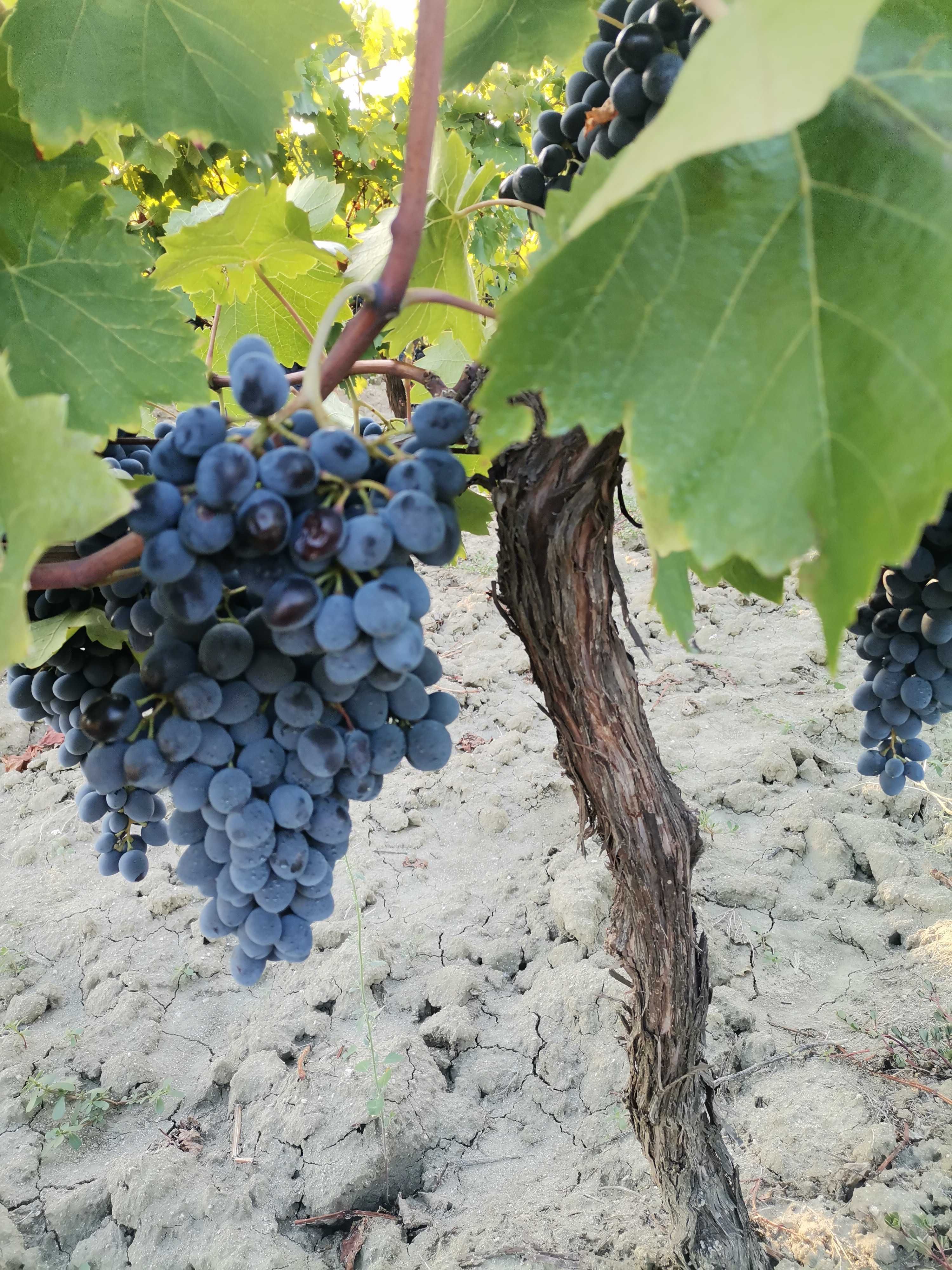 Продавам грозде Сензо