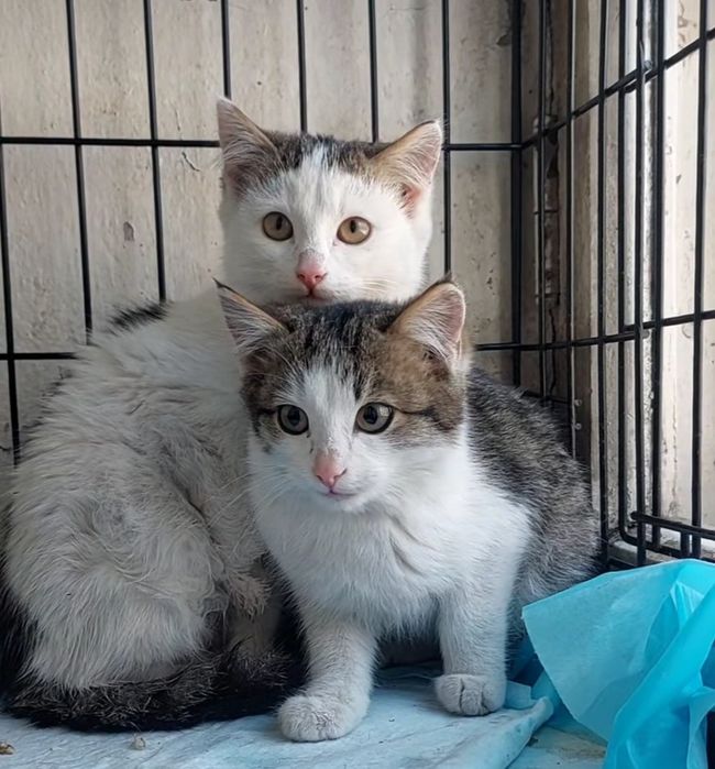 Отдам котёнка в добрые руки