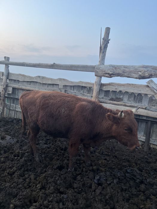 Продается 10 голов бычки