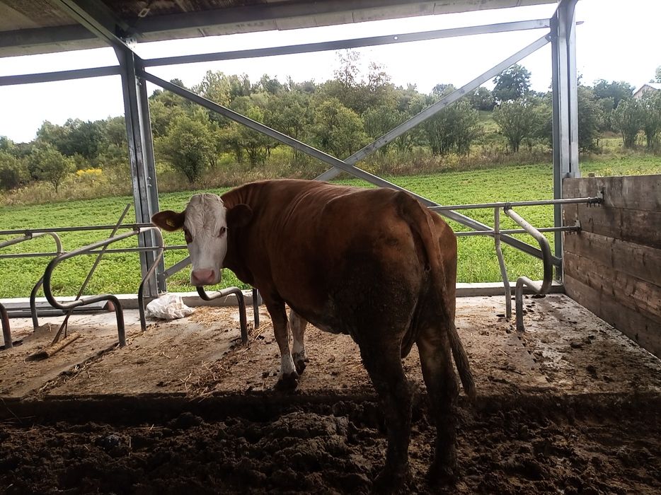 Bălțată Românească linie de carne 850 kg
