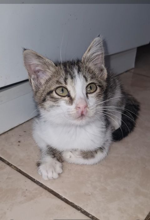 Малыши ищут мампап. Доставлю!