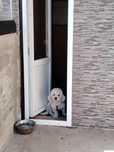 Pensiune canina Oradea