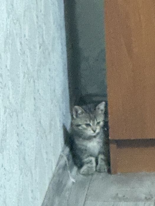 котенок бесплатно