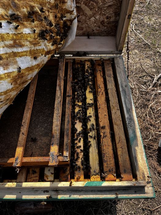 Пчлы пчелопакеты