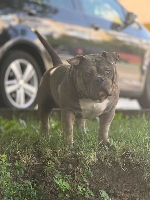 American Bully Deosebit