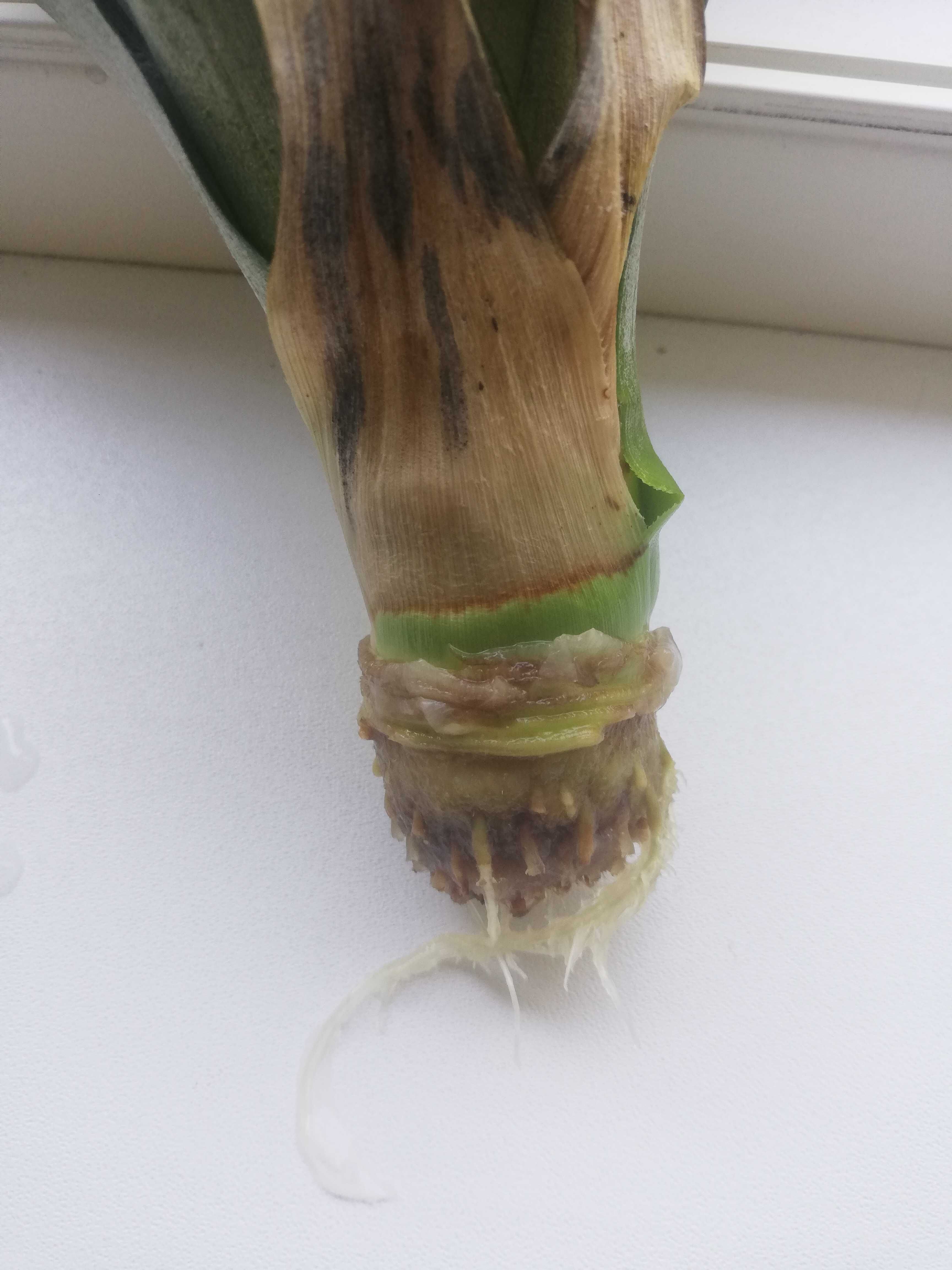 Urgent cauta locuinta Ananas planta cu radacina