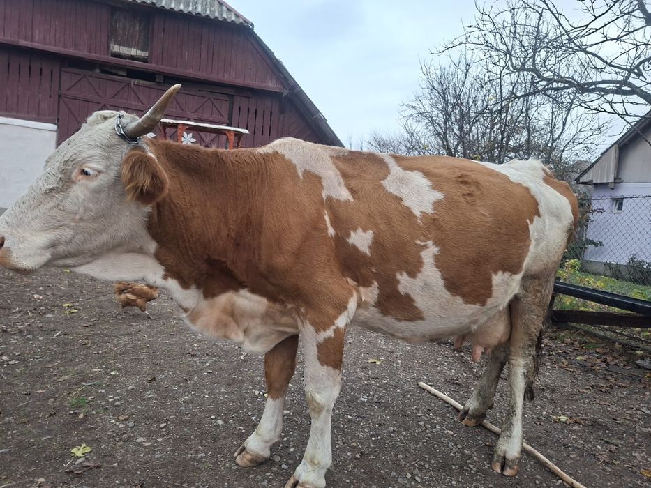Vând Vaca cu lapte