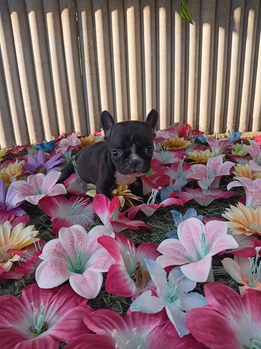 Френски булдог french bulldog